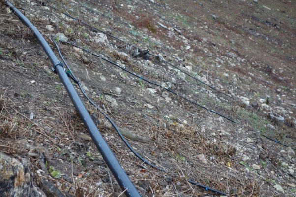 Ukončenie projektu realizácie vegetačných úprav v areáli Mohyly gen. M. R. Štefánika 3